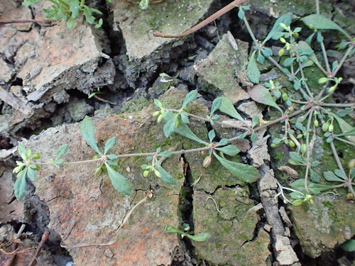 Glinus oppositifolius iNat (3)