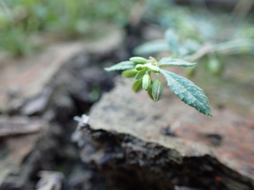 Image of Glinus oppositifolius by (c) Nina Kerr, some rights reserved (CC BY)