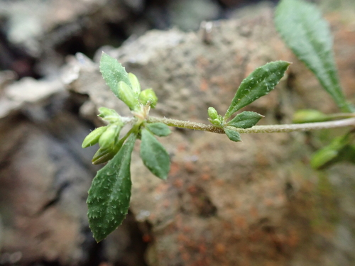 Image of Glinus oppositifolius by (c) Nina Kerr, some rights reserved (CC BY)
