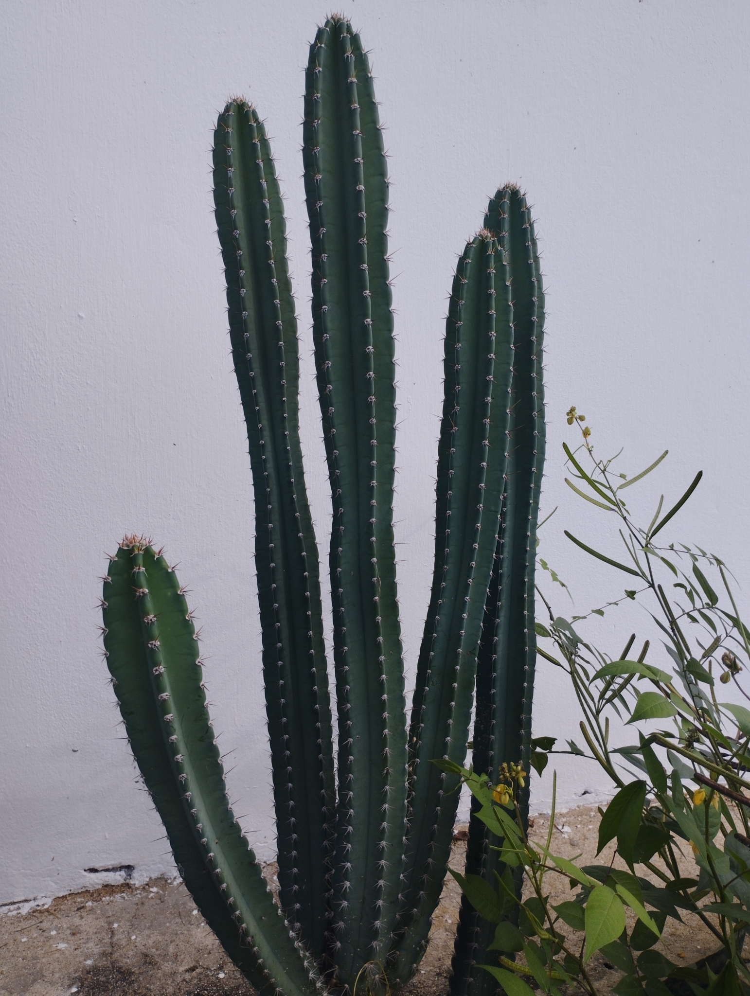 Cereus jamacaru