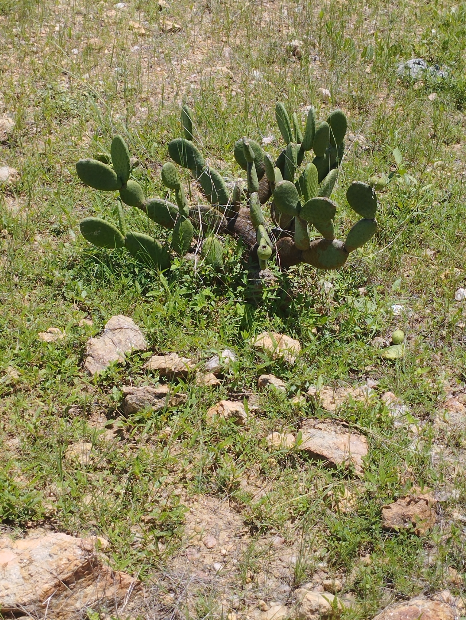 Tacinga inamoena