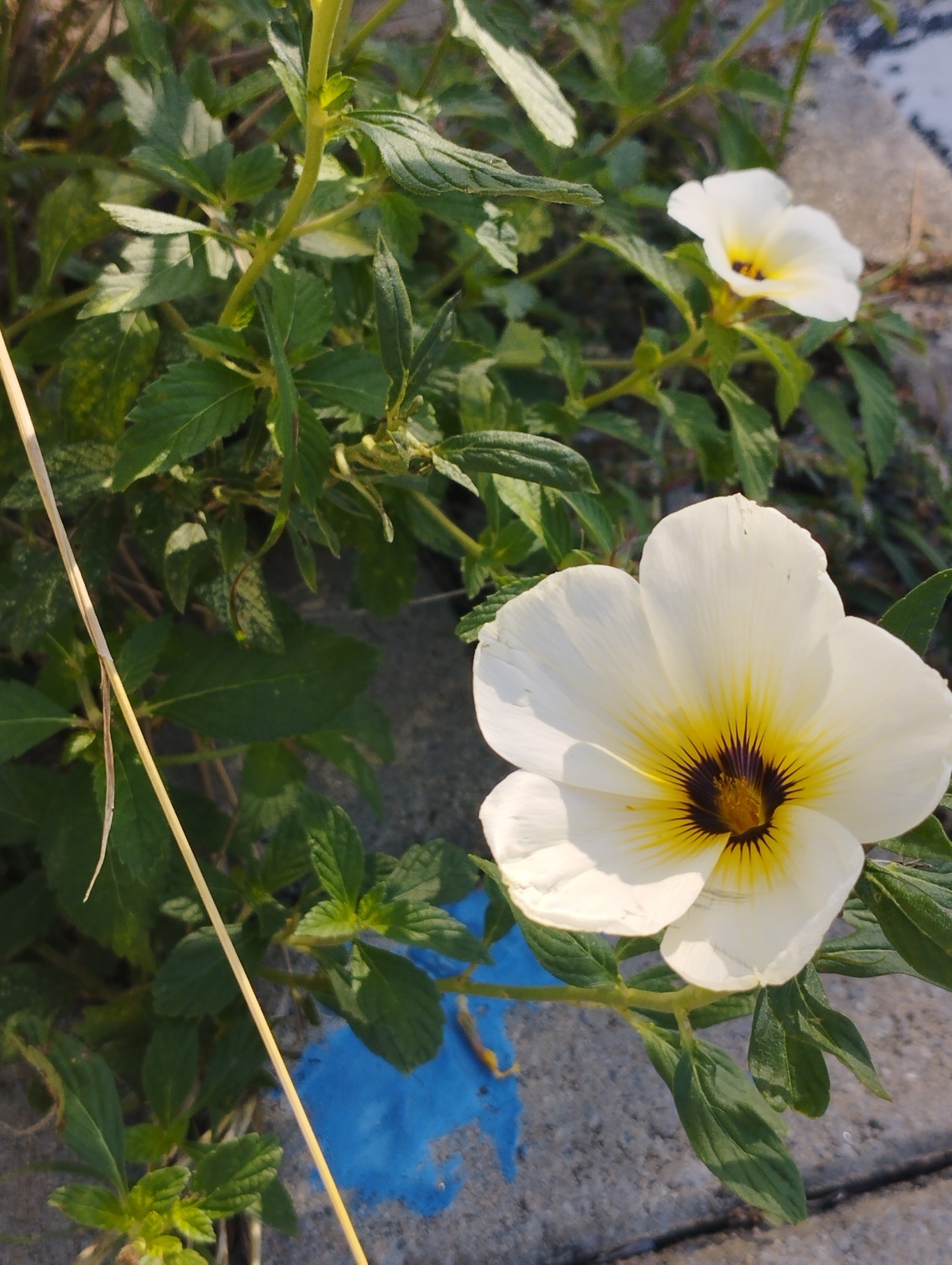 Turnera subulata