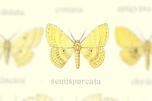 Scopula semispurcata