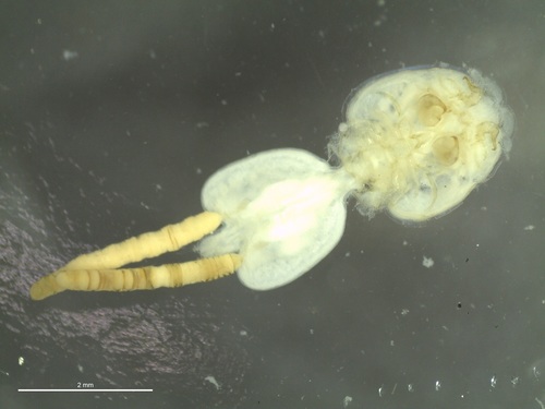Lepeophtheirus pectoralis