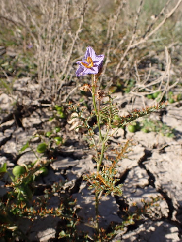 Lagoon Nightshade (Solanum lacunarium)