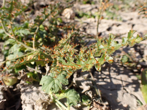 Image of Solanum lacunarium by (c) Nina Kerr, some rights reserved (CC BY)