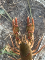 Procambarus pygmaeus