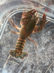 Procambarus pygmaeus