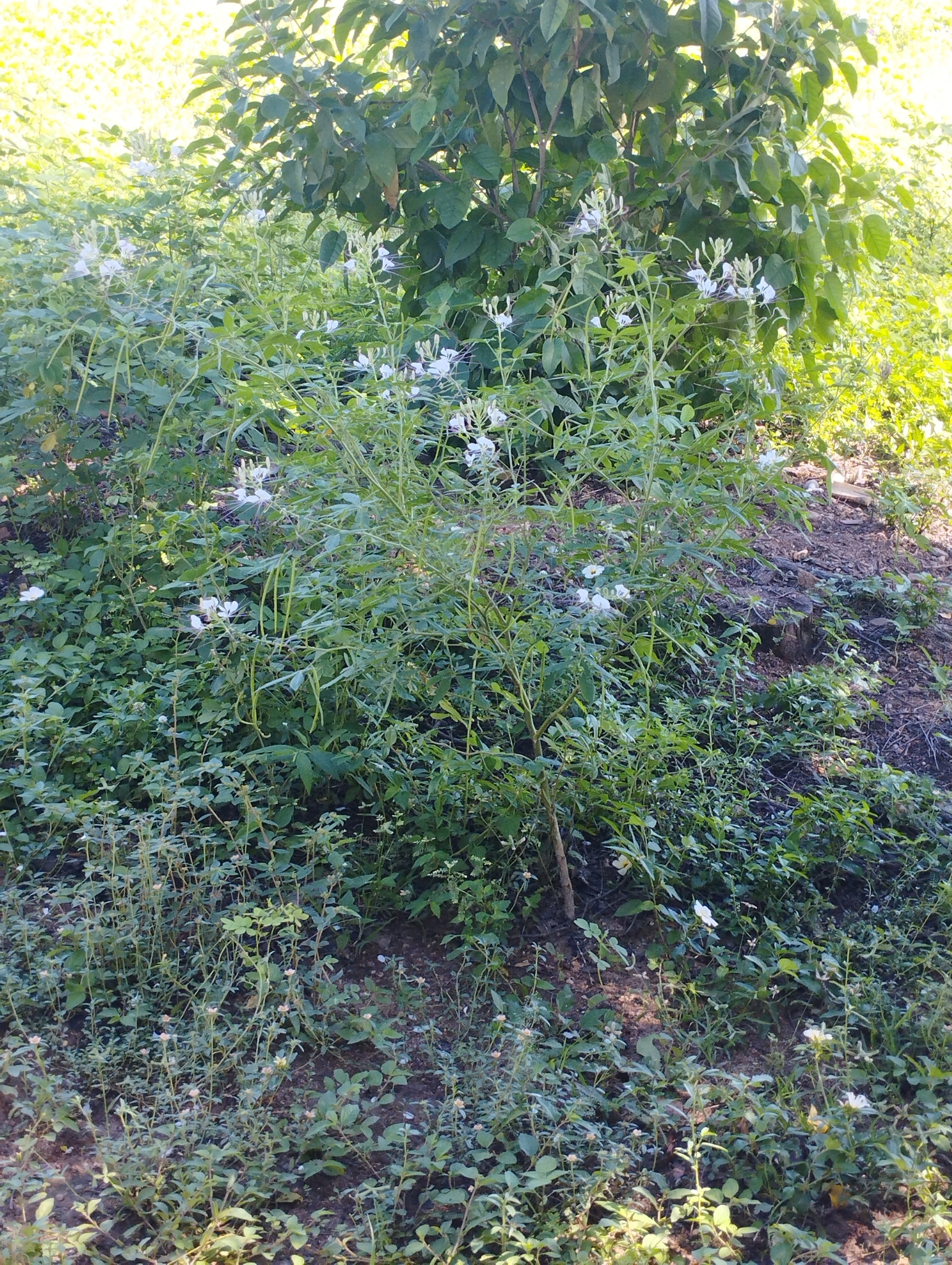 Tarenaya longicarpa