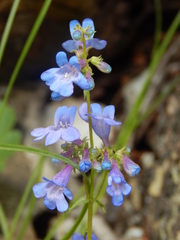 Penstemon ovatus