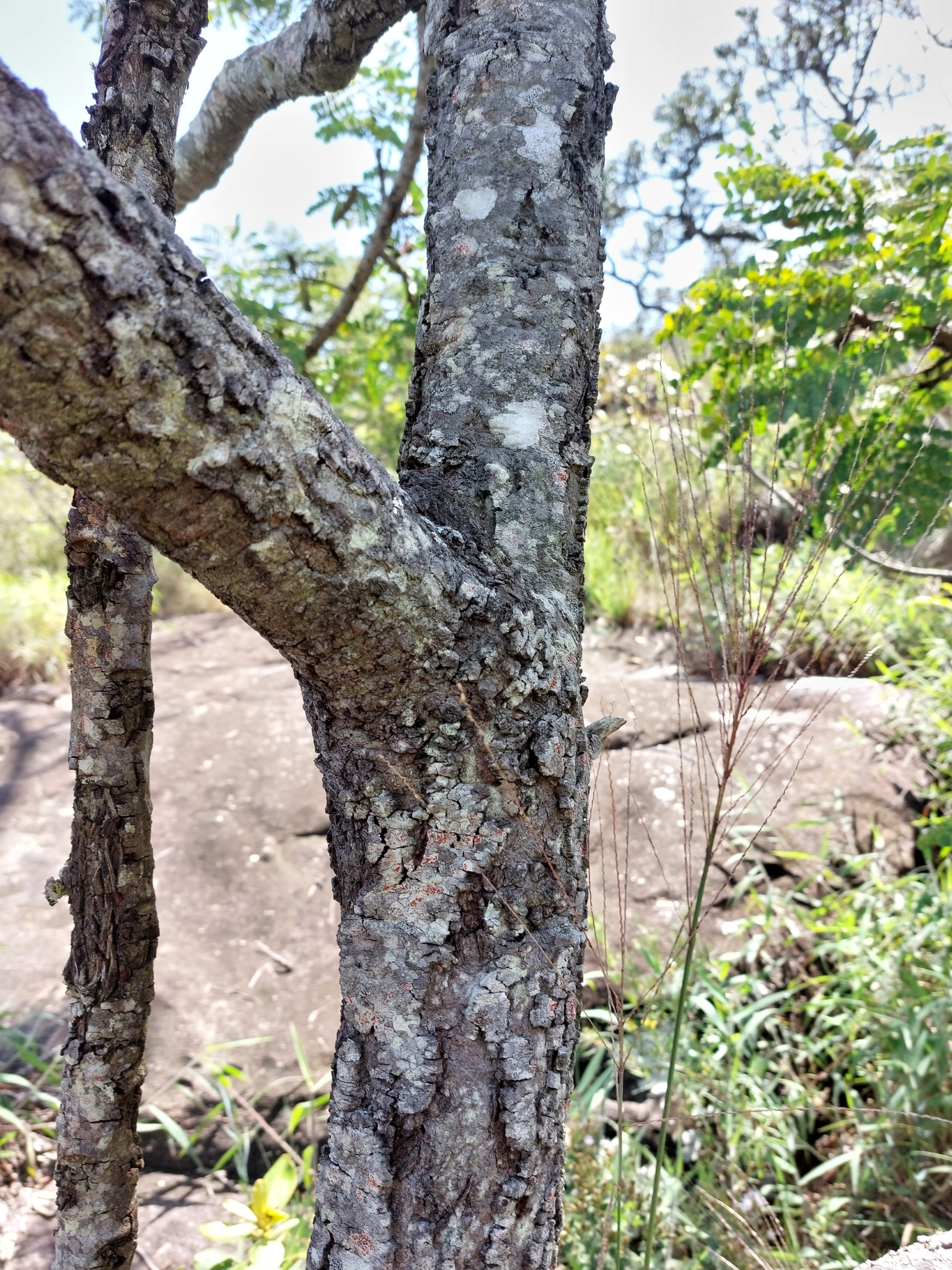 Imagem de Barbatimão