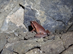 Physalaemus olfersii