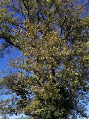 Diospyros virginiana