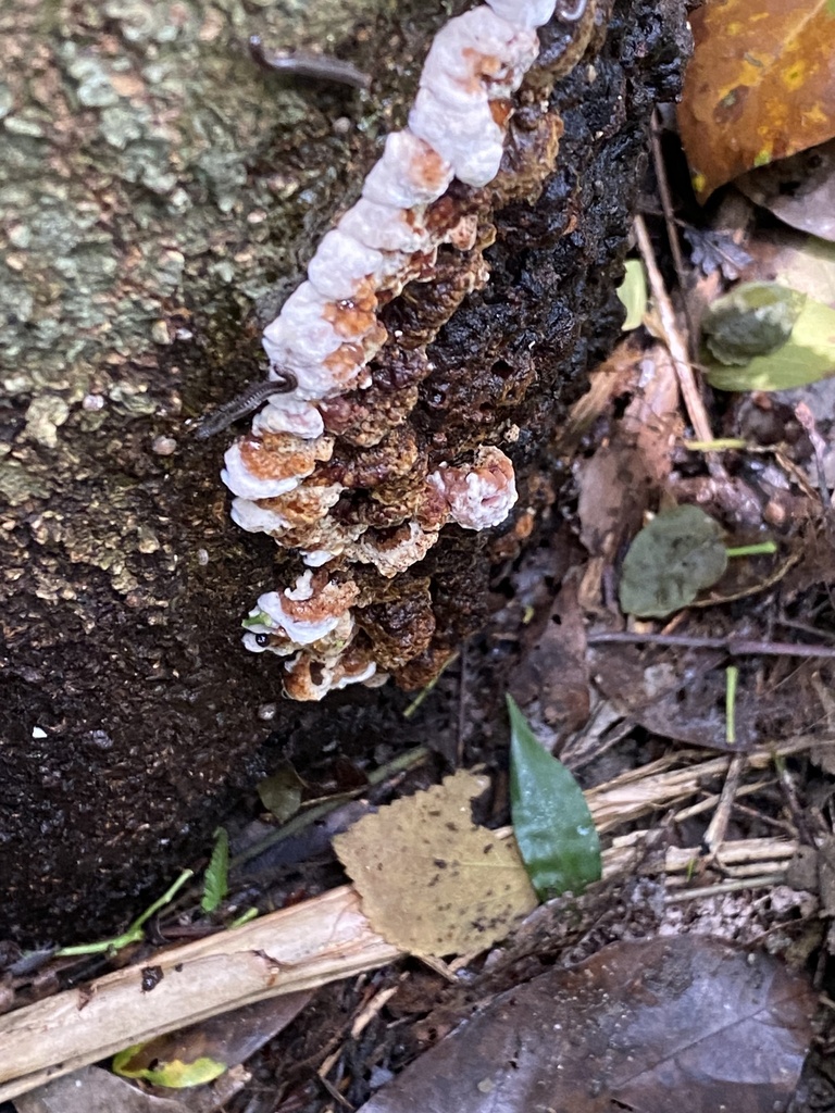 Pyrrhoderma noxium · April 2023 · photo: © cometrue33 (iNaturalist, cc-by)