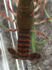 Procambarus pygmaeus