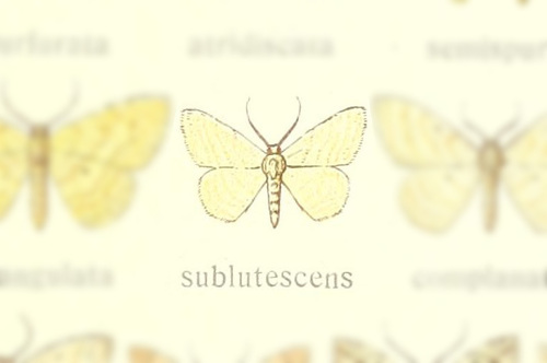 Scopula sublutescens