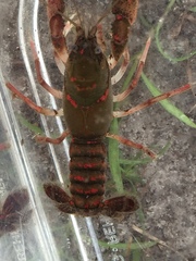 Procambarus pygmaeus