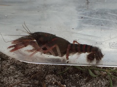 Procambarus pygmaeus