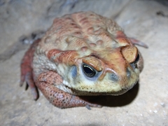 Rhinella rubescens