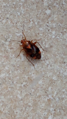 bzdôška dravá (Liocoris tripustulatus)