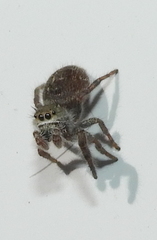 Phidippus audax
