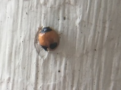 Exochomus marginipennis