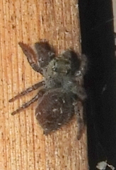 Phidippus audax