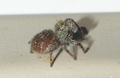 Phidippus audax