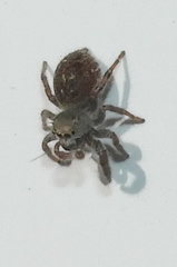 Phidippus audax