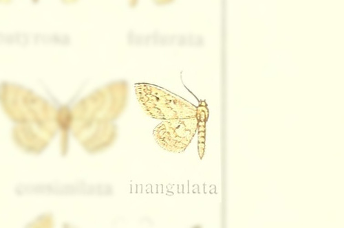 Scopula inangulata