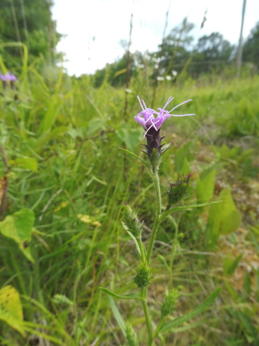 Image of Liatris hirsuta by no rights reserved