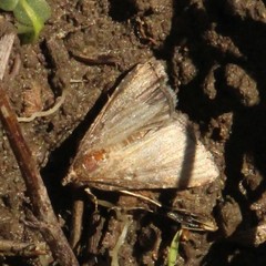 Hypena scabra