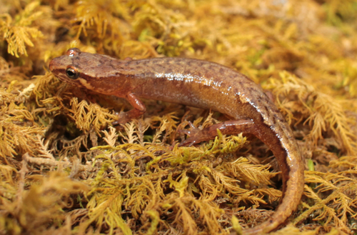 Northern Pygmy Salamander