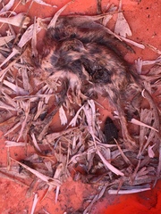 Thanatophilus lapponicus