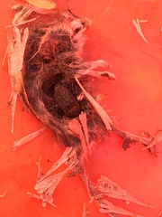 Thanatophilus lapponicus