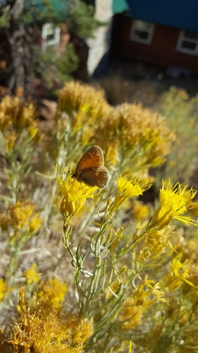 iNaturalist observation photo of Common Ringlet