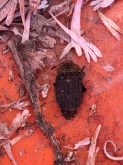 Thanatophilus lapponicus