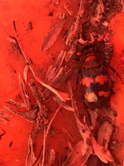 Nicrophorus guttula