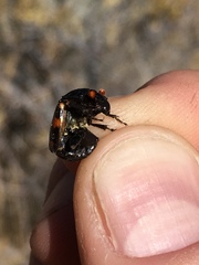 Nicrophorus guttula