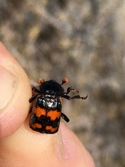 Nicrophorus guttula