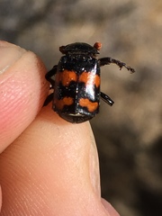 Nicrophorus guttula