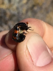 Nicrophorus guttula