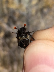 Nicrophorus guttula