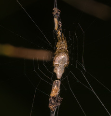 Cyclosa argentata