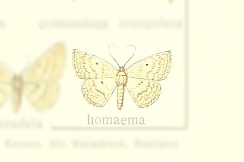 Scopula homaema
