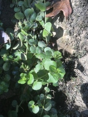 Lysimachia nummularia