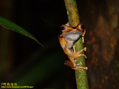 Polypedates otilophus