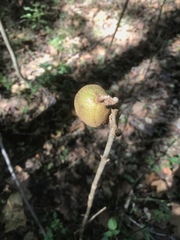 Aesculus sylvatica
