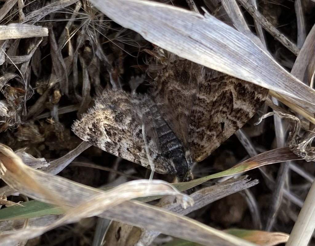 Native Pasture Looper Moth