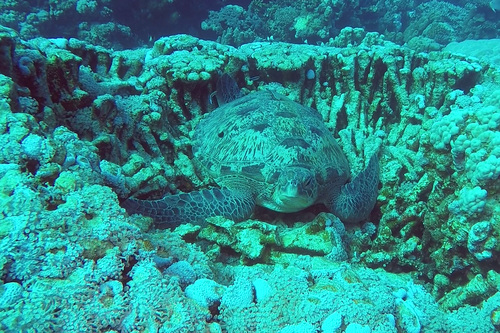 Green Sea Turtle — seen at this dive site
